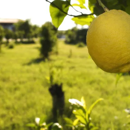 Agriturismo Terrenia Alloggio per agriturismo *